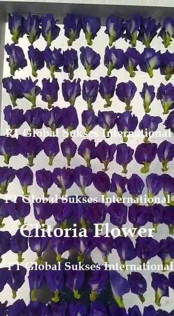Clitoria Flower_wat